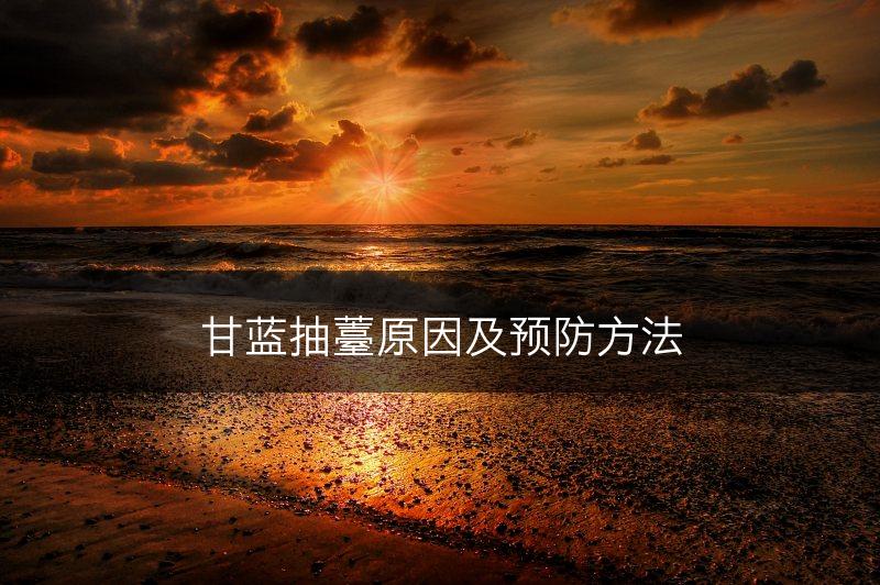 甘蓝抽薹原因及预防方法(图1)