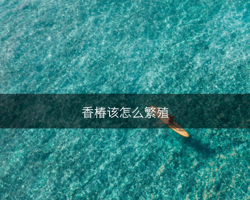 香椿该怎么繁殖(图1)