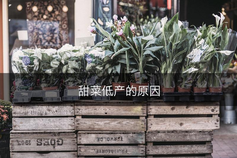 甜菜低产的原因(图1)