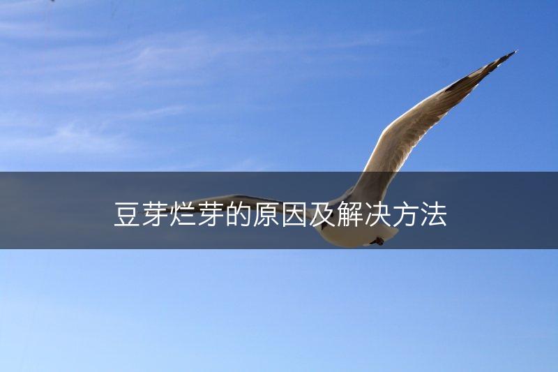 豆芽烂芽的原因及解决方法(图1)