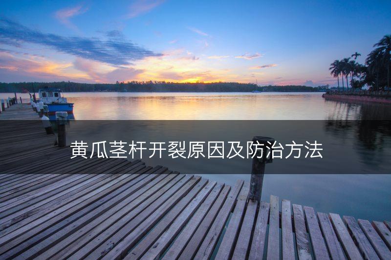 黄瓜茎杆开裂原因及防治方法(图1)