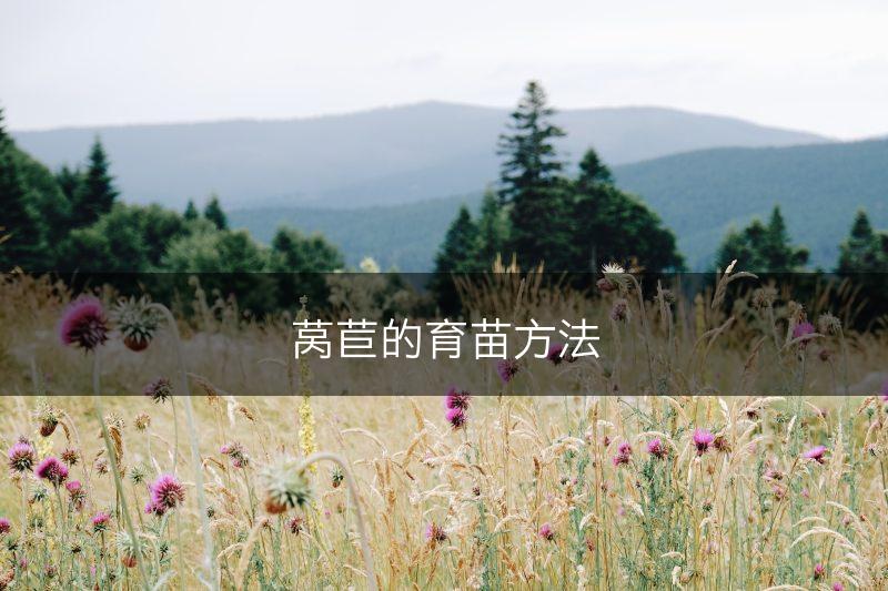 莴苣的育苗方法(图1)