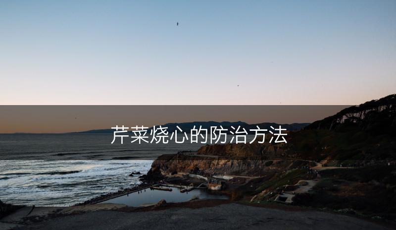 芹菜烧心的防治方法(图1)