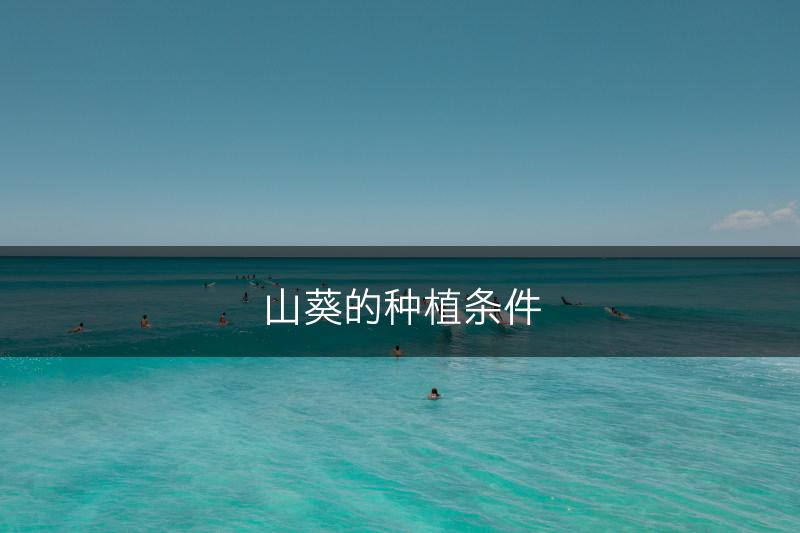 山葵的种植条件(图1)
