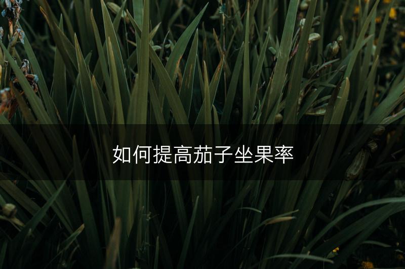 如何提高茄子坐果率(图1)