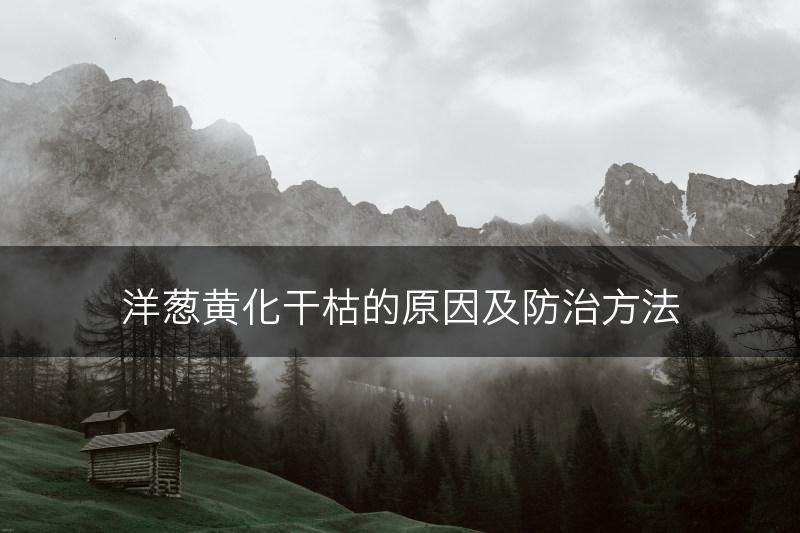 洋葱黄化干枯的原因及防治方法(图1)