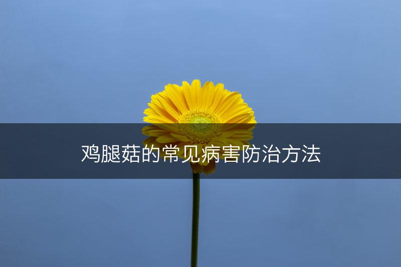 鸡腿菇的常见病害防治方法(图1)