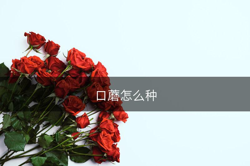 口蘑怎么种(图1)