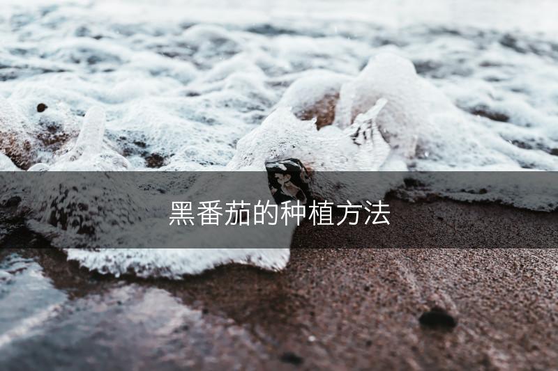 黑番茄的种植方法(图1)