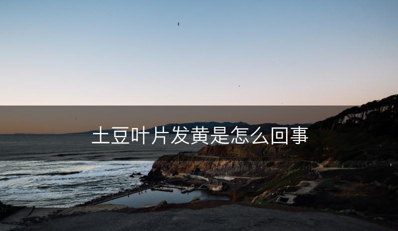 土豆叶片发黄是怎么回事(图1)