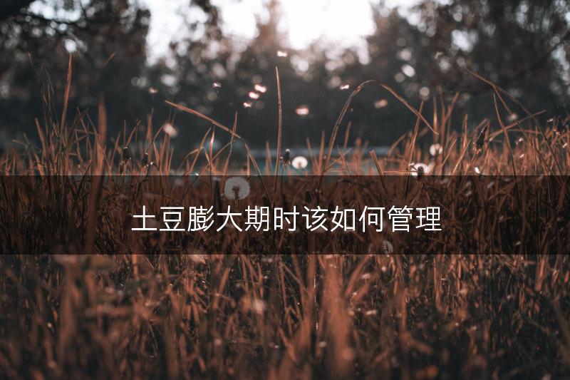 土豆膨大期时该如何管理(图1)