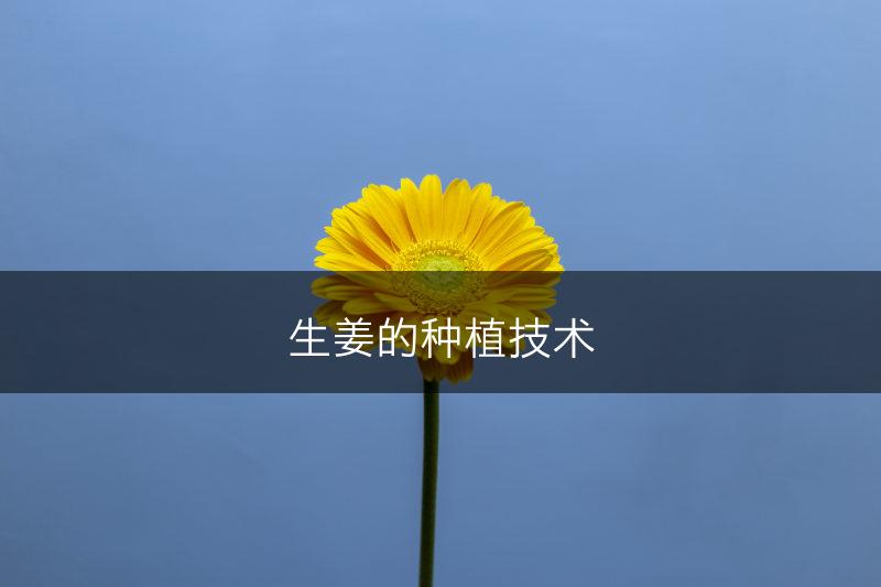 生姜的种植技术(图1)