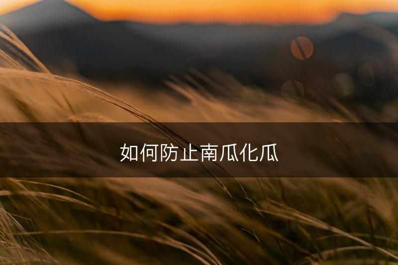 如何防止南瓜化瓜(图1)