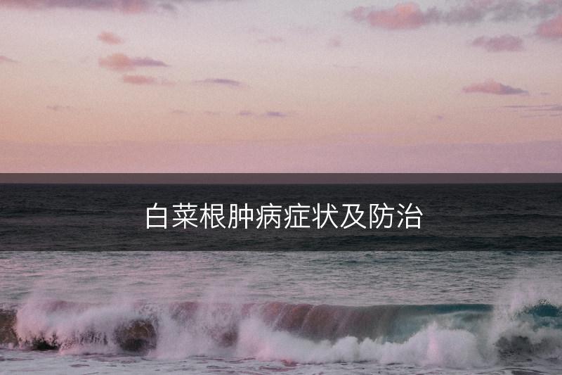 白菜根肿病症状及防治(图1)