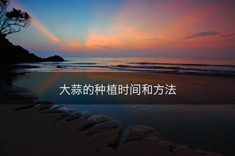 大蒜的种植时间和方法(图1)