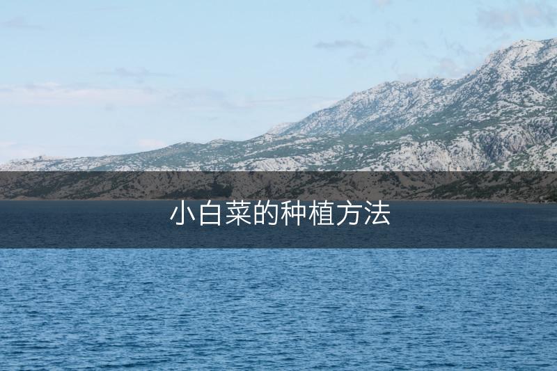 小白菜的种植方法(图1)