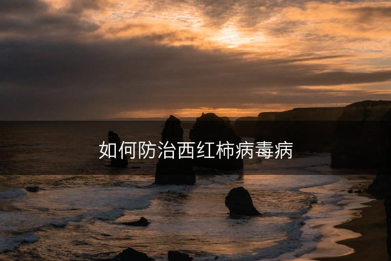 如何防治西红柿病毒病(图1)