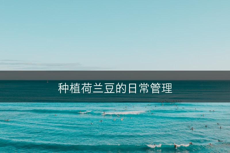种植荷兰豆的日常管理(图1)
