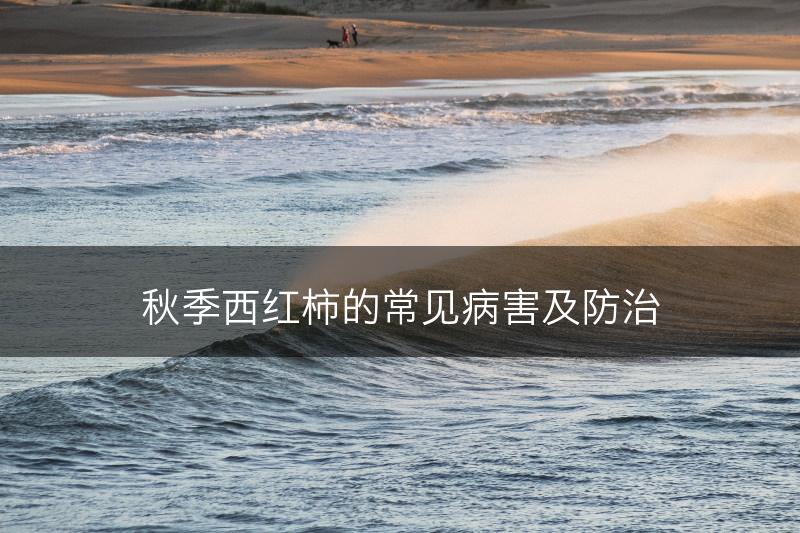 秋季西红柿的常见病害及防治(图1)