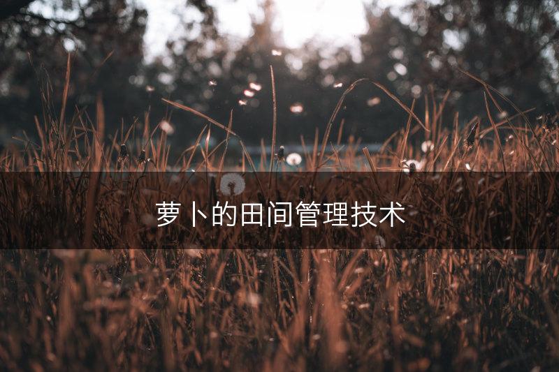 萝卜的田间管理技术(图1)