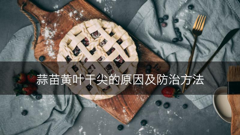 蒜苗黄叶干尖的原因及防治方法(图1)