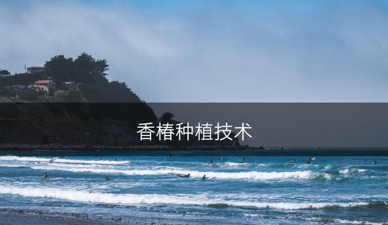 香椿种植技术(图1)