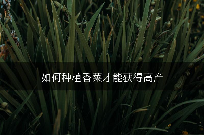 如何种植香菜才能获得高产(图1)