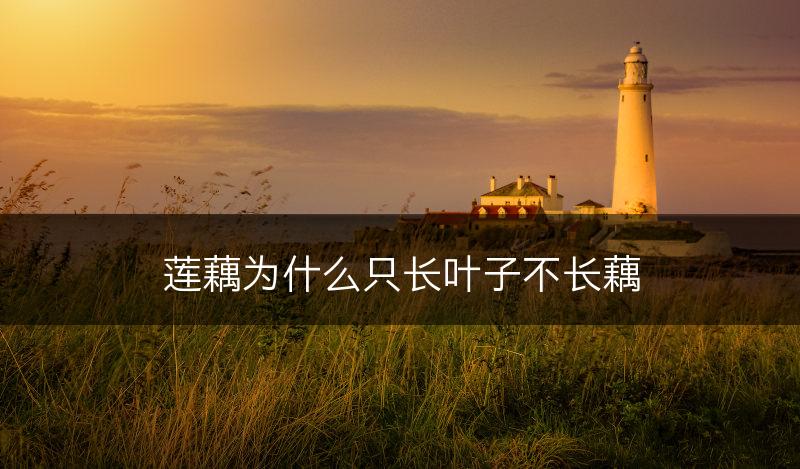 莲藕为什么只长叶子不长藕(图1)