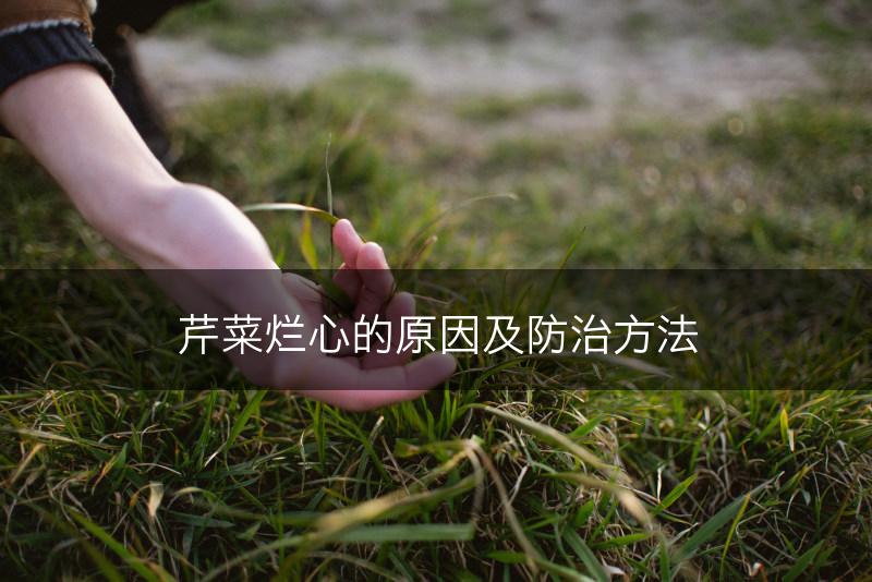 芹菜烂心的原因及防治方法(图1)