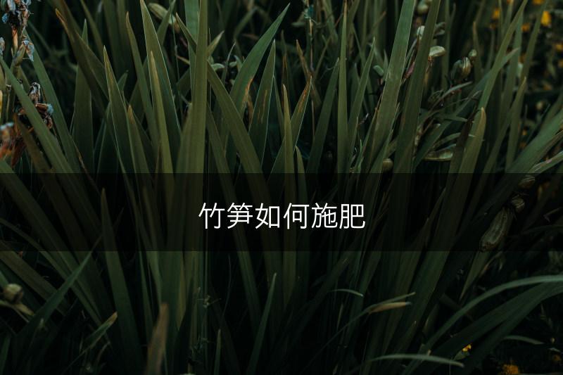 竹笋如何施肥(图1)