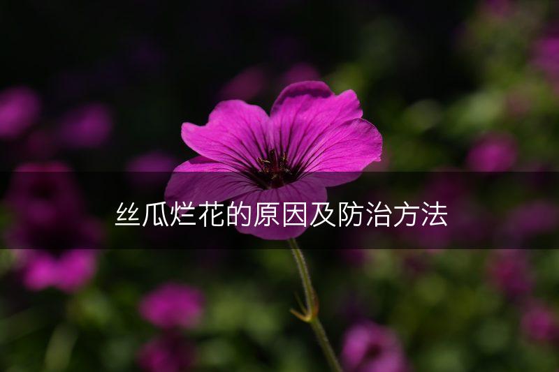 丝瓜烂花的原因及防治方法(图1)