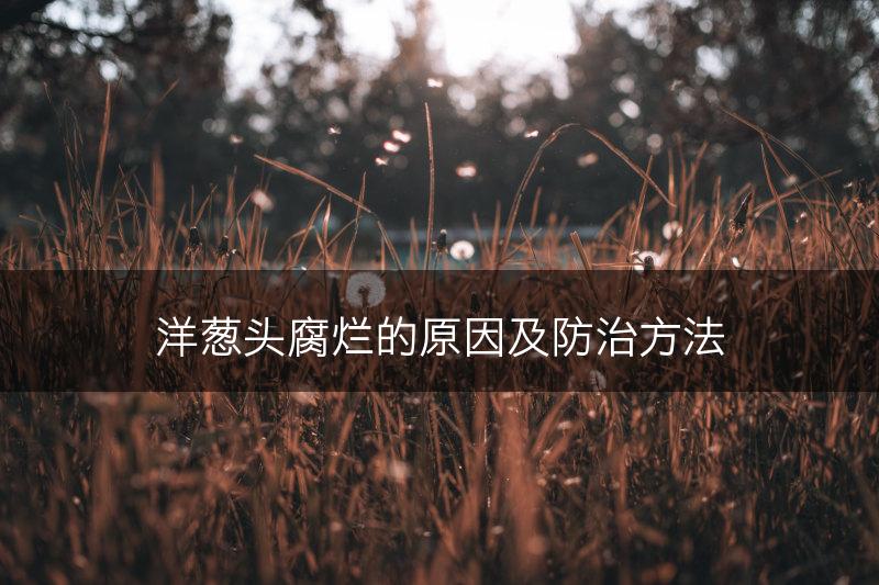 洋葱头腐烂的原因及防治方法(图1)