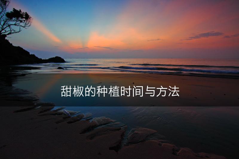 甜椒的种植时间与方法(图1)