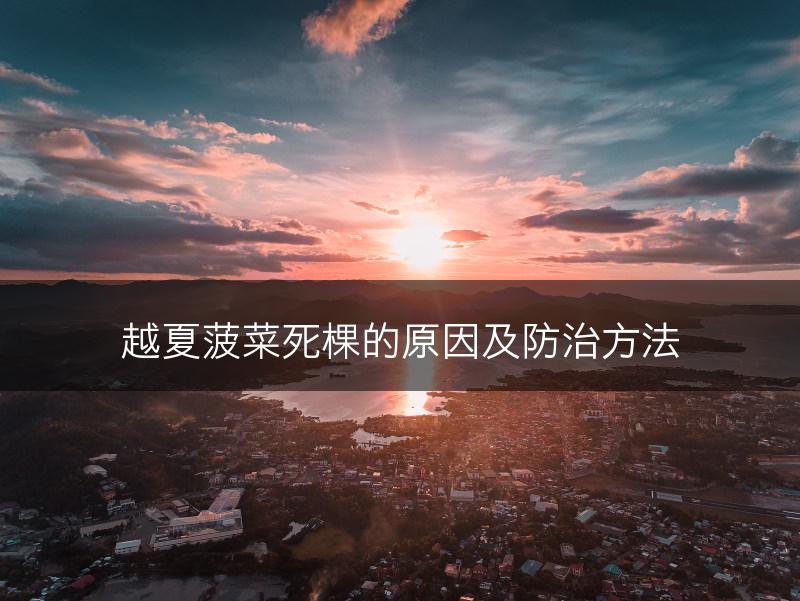 越夏菠菜死棵的原因及防治方法(图1)