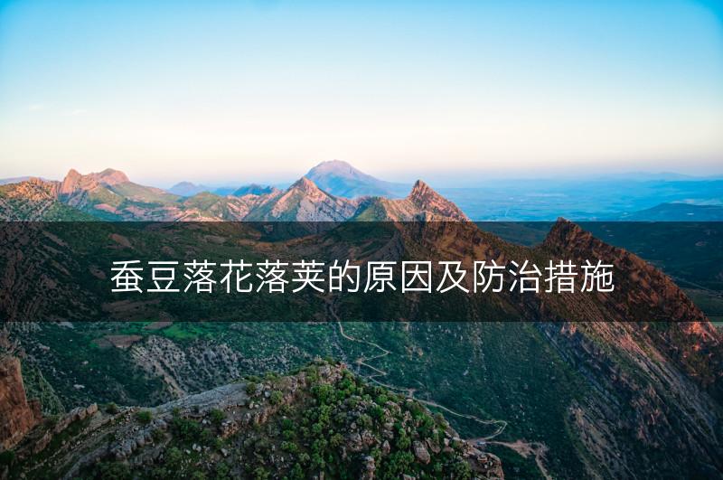 蚕豆落花落荚的原因及防治措施(图1)