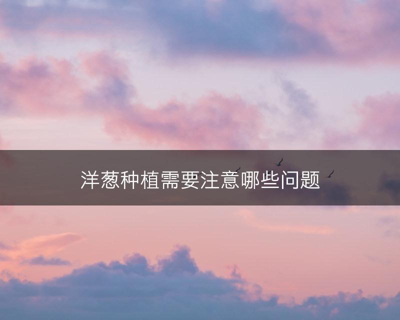 洋葱种植需要注意哪些问题(图1)