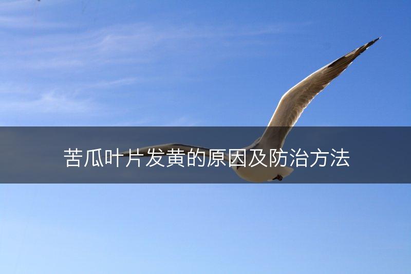苦瓜叶片发黄的原因及防治方法(图1)