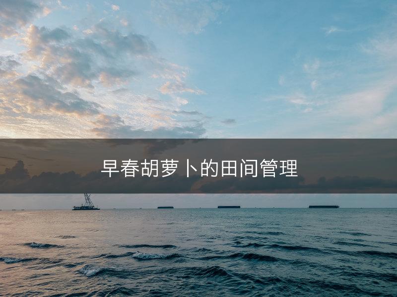 早春胡萝卜的田间管理(图1)