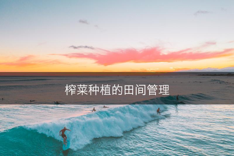 榨菜种植的田间管理(图1)