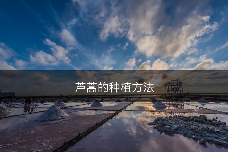 芦蒿的种植方法(图1)