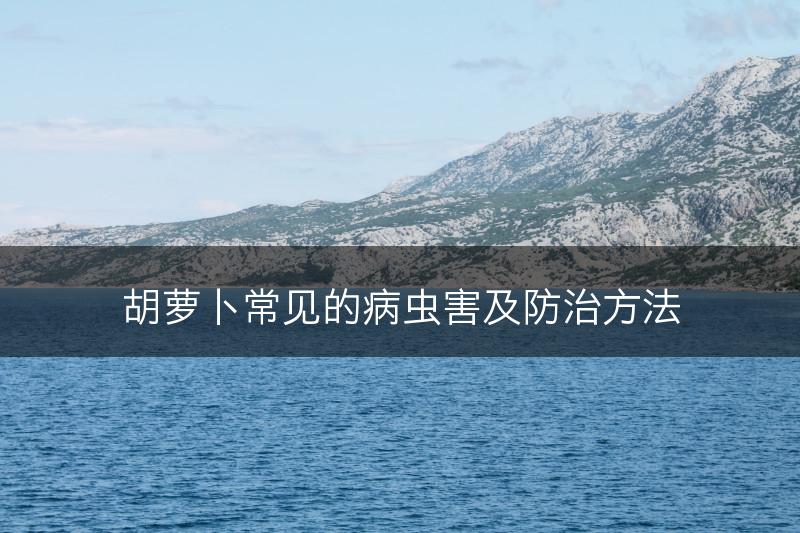 胡萝卜常见的病虫害及防治方法(图1)