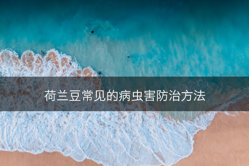 荷兰豆常见的病虫害防治方法(图1)