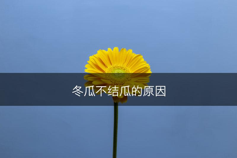 冬瓜不结瓜的原因(图1)