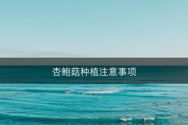 杏鲍菇种植注意事项(图1)