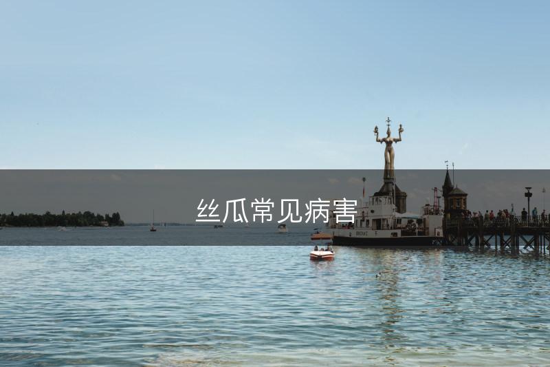 丝瓜常见病害(图1)
