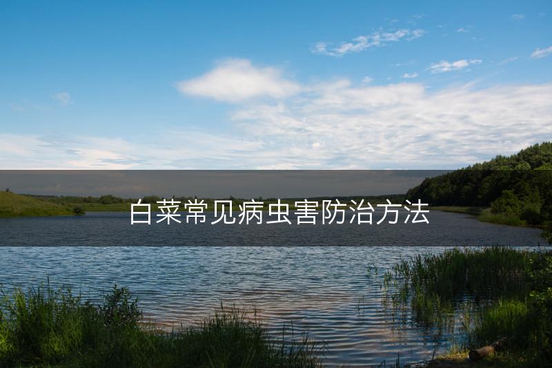 白菜常见病虫害防治方法(图1)