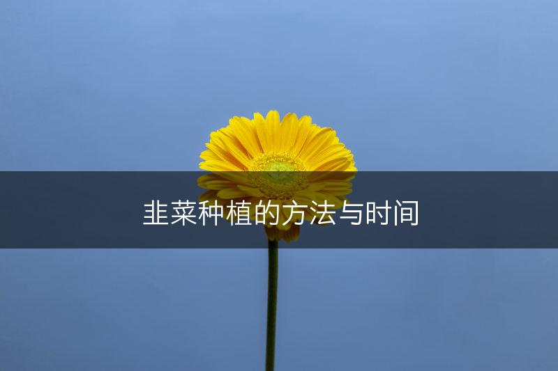 韭菜种植的方法与时间(图1)