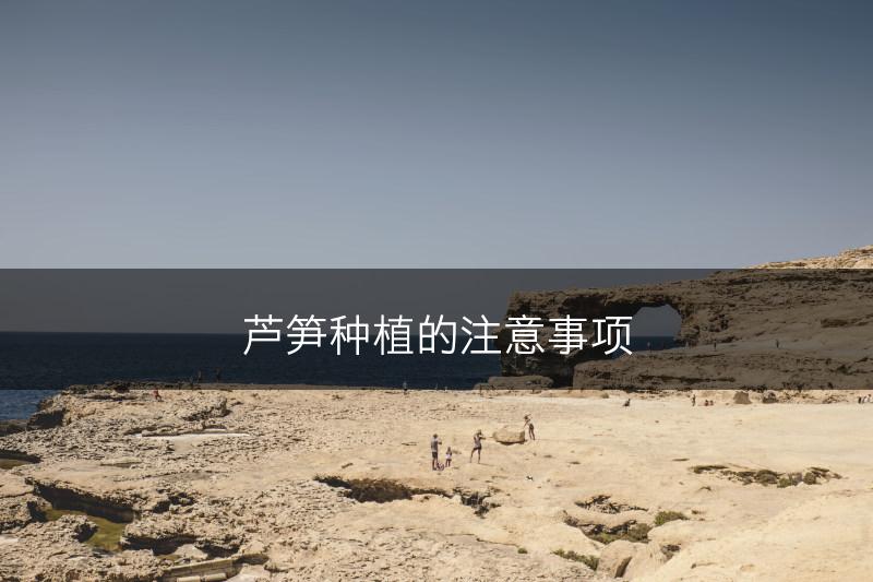 芦笋种植的注意事项(图1)