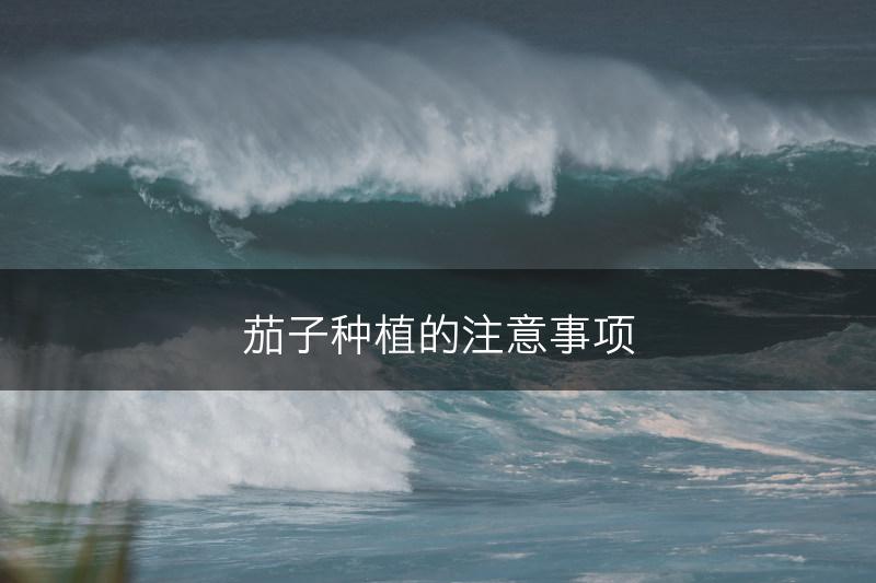 茄子种植的注意事项(图1)
