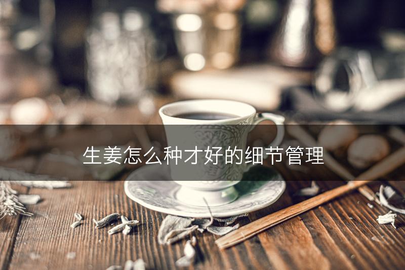 生姜怎么种才好的细节管理(图1) 生姜怎么种才好的细节管理(图1)